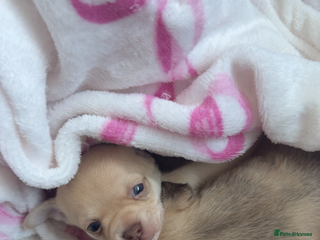 Chihuahua dogs Fawn chihuahua puppy ready 24th Dec 🎁 ** - Advert 1