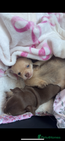 Chihuahua dogs Fawn chihuahua puppy ready 24th Dec 🎁 ** - Advert 3
