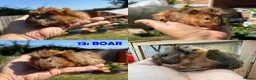 Guinea Pig rodents for sale: Guinea Pigs - Ready Now - Advert 26