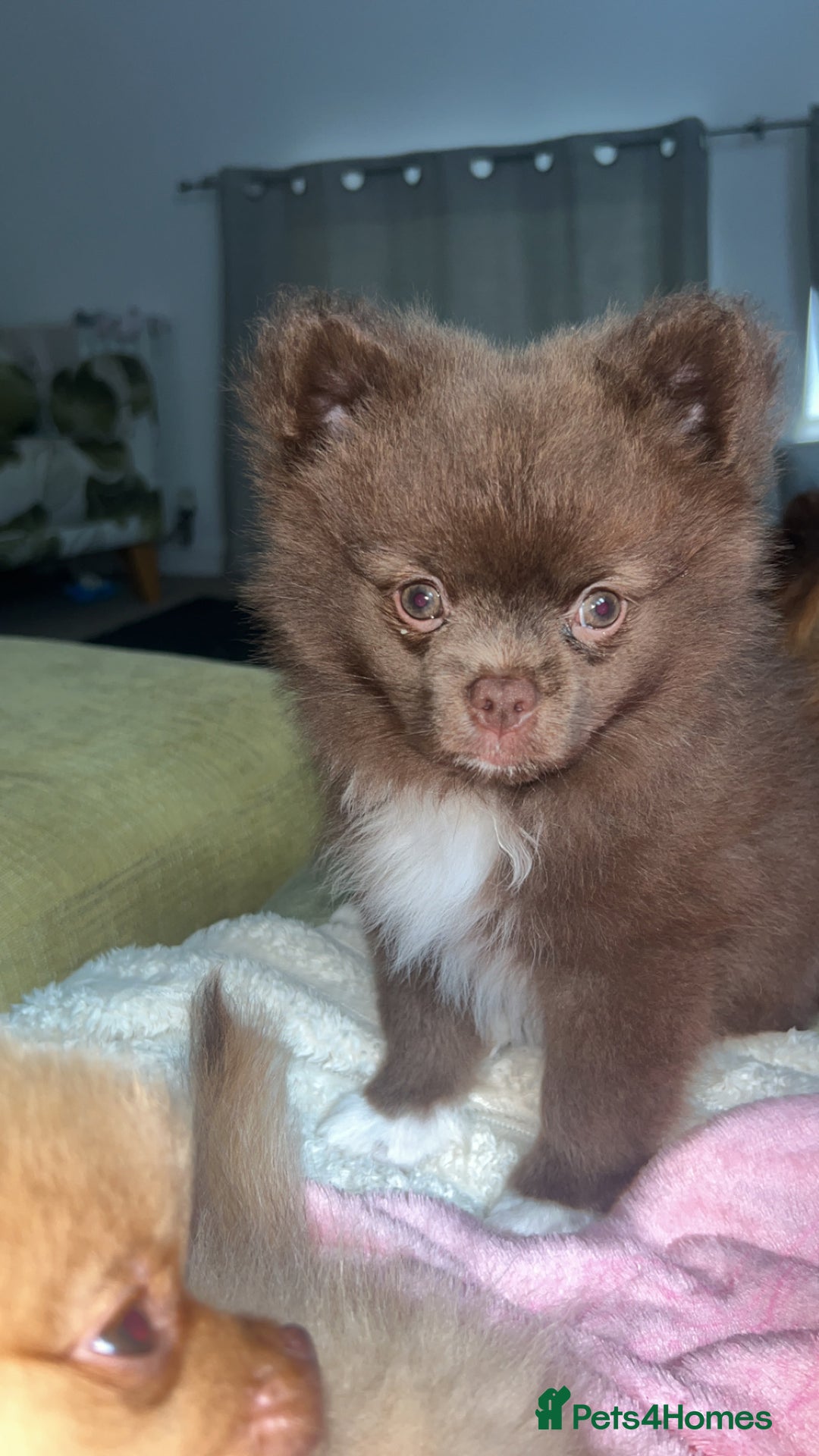Pomeranian dogs for sale: 1 stunning rare markings Pom ready now  - Advert 9