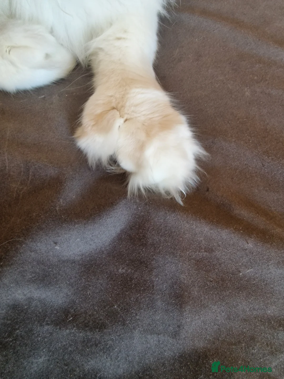 Maine Coon cats for stud: polydactly stud - Advert 10