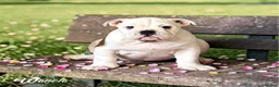 English Bulldog dogs for sale: WHITE AND BRINDLE FEMALE - Advert 3