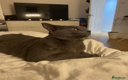 Russian Blue cats for sale: 4yr old Russian Blue male cat - Image 6