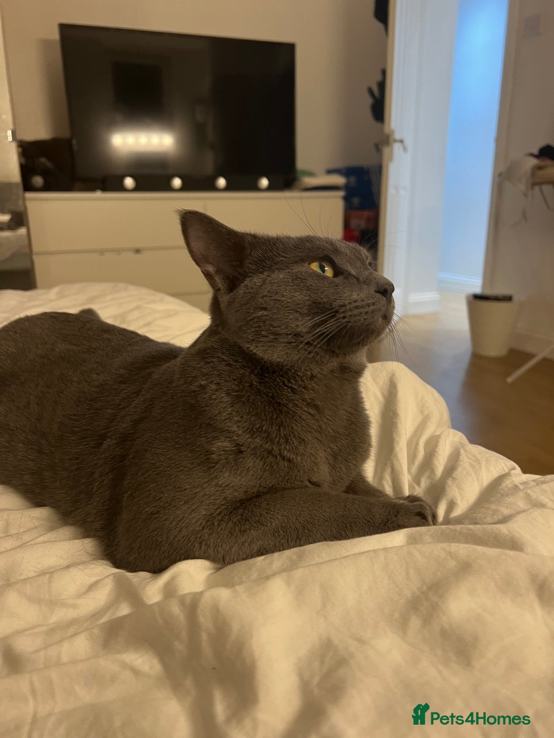 Russian Blue cats for sale: 4yr old Russian Blue male cat - Image 6