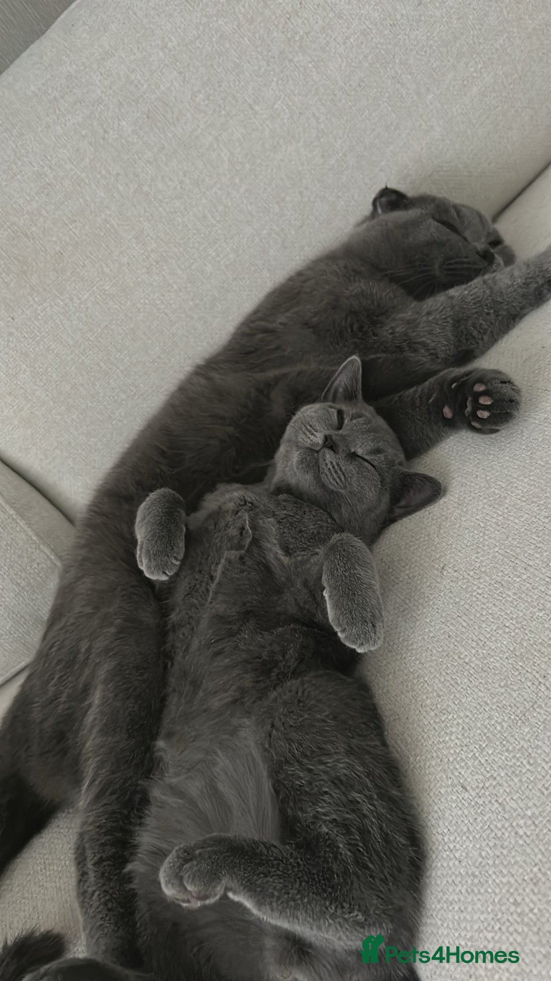 British Shorthair cats for sale: British Shorthair Male Kitten🩶🐱 - Advert 4