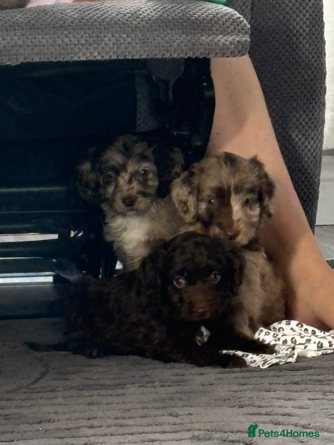 Cockapoo dogs READY TO LEAVE cockapoos - Advert 14