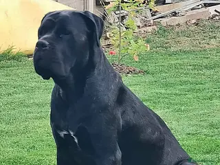 Cane Corso dogs Cane Corso - Advert 1