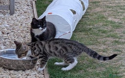 Domestic Shorthair cats for sale: Kittens for sale  - Image 1