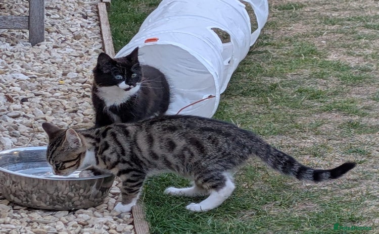 Domestic Shorthair cats - Advert 18