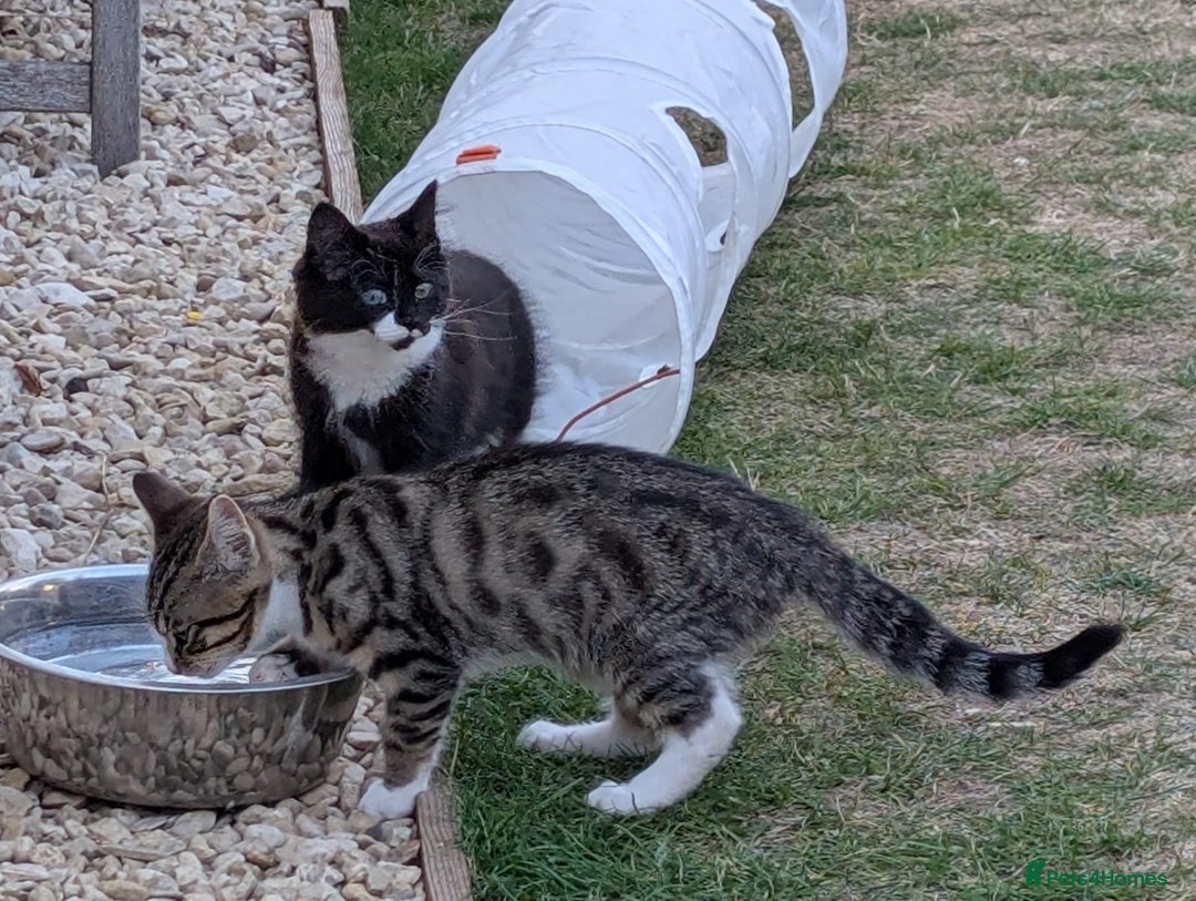 Domestic Shorthair cats for sale: Kittens for sale  - Image 1