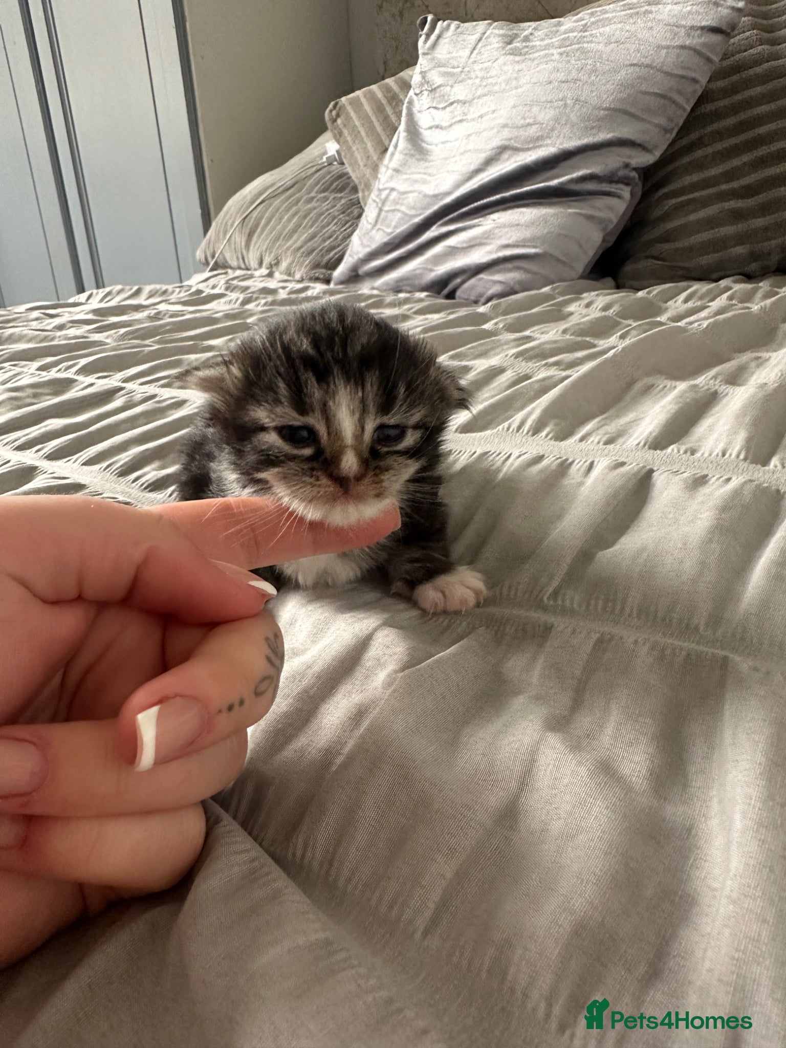 Ragdoll cats Ragdoll cross (mother is the ragdoll) kittens £350 - Advert 2