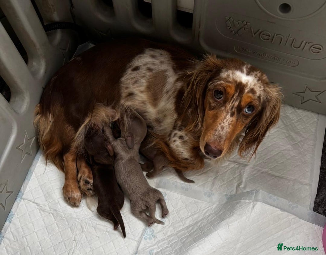 Miniature Dachshund dogs for sale: Isabella long haired boy available  - Advert 22