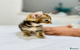 Mixed Breed cats for sale: Kittens ready to go - Image 31