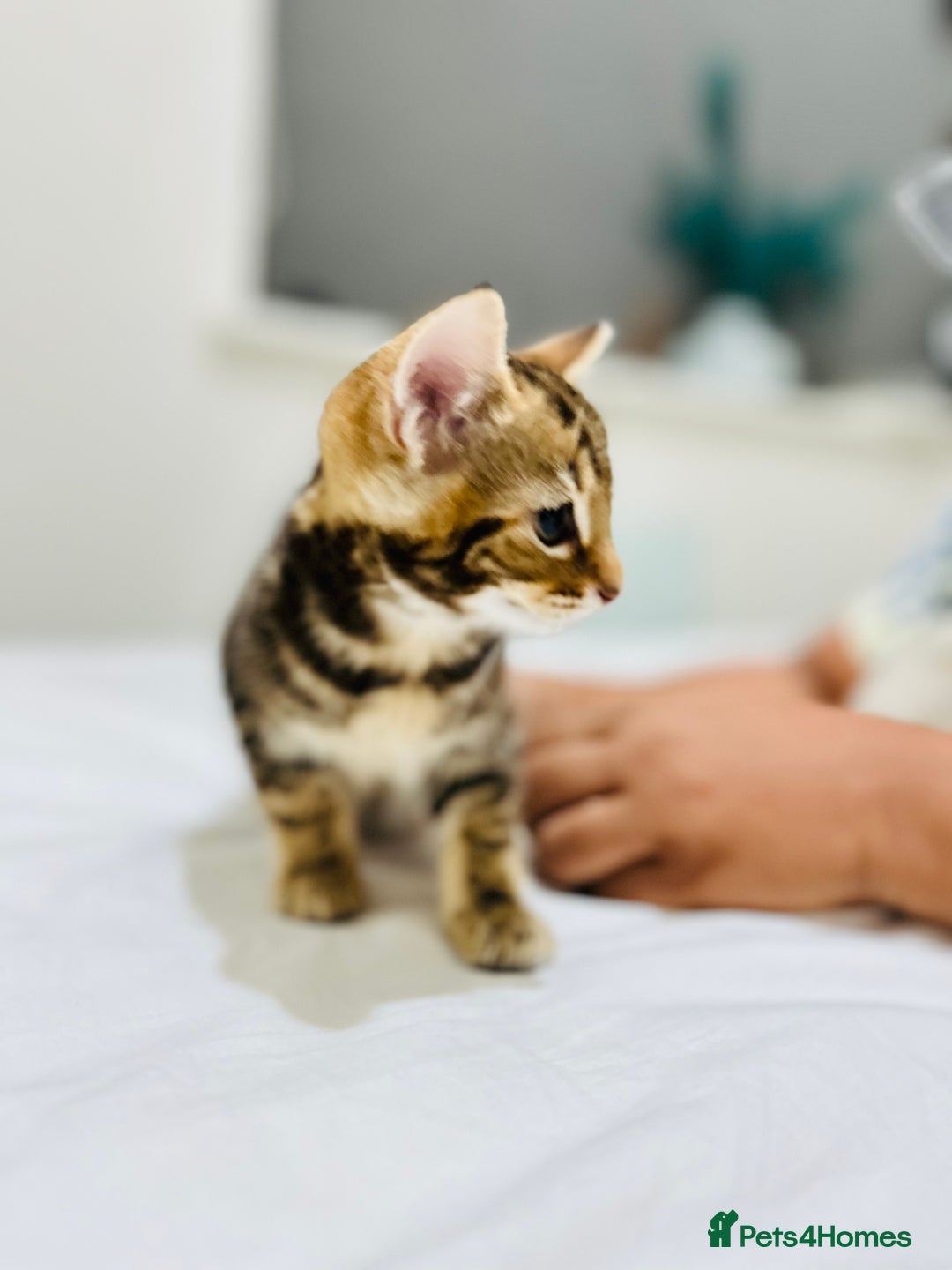 Mixed Breed cats for sale: Kittens ready to go - Image 31