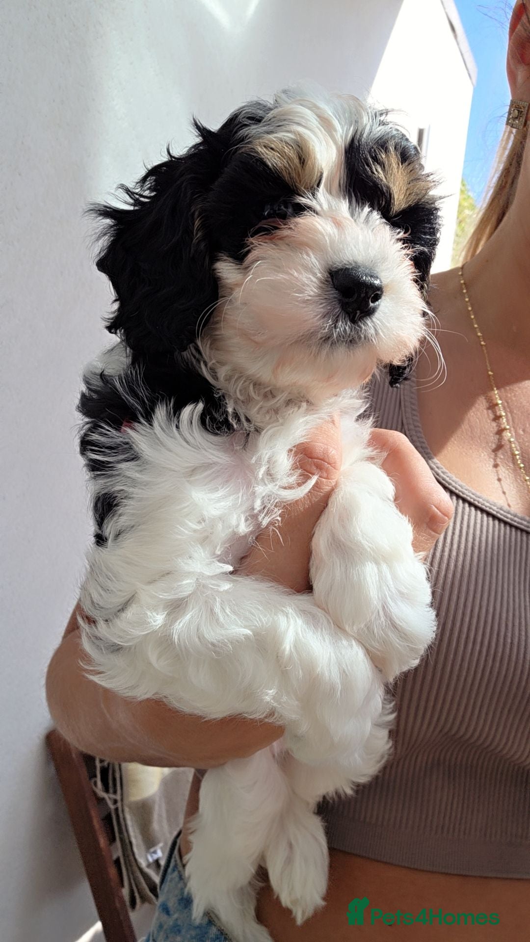 Cavapoo dogs Beautiful cavapoo puppies  - Advert 2