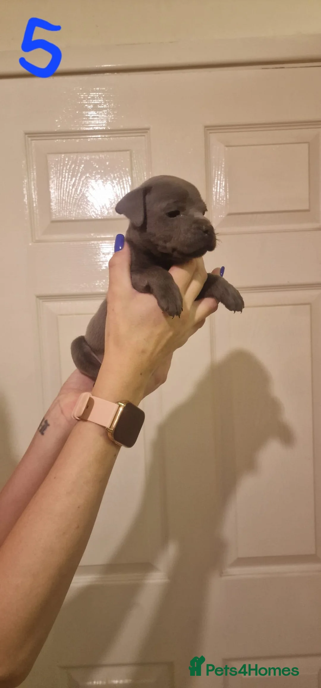 Staffordshire Bull Terrier dogs for sale: 6 beautiful blue staffs - Advert 13