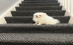 Pomeranian dogs for sale: ❤️ Very Small Quality Girl ❤️ - Image 7