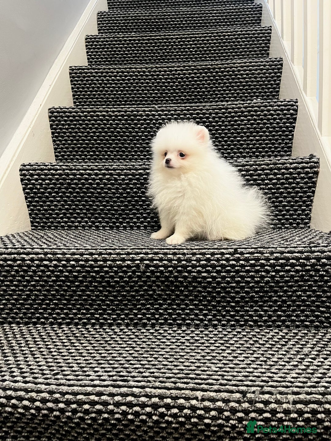Pomeranian dogs for sale: ❤️ Very Small Quality Girl ❤️ - Image 7