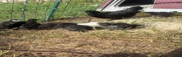 Chickens poultry for sale: Bantam chicks for sale  - Advert 3