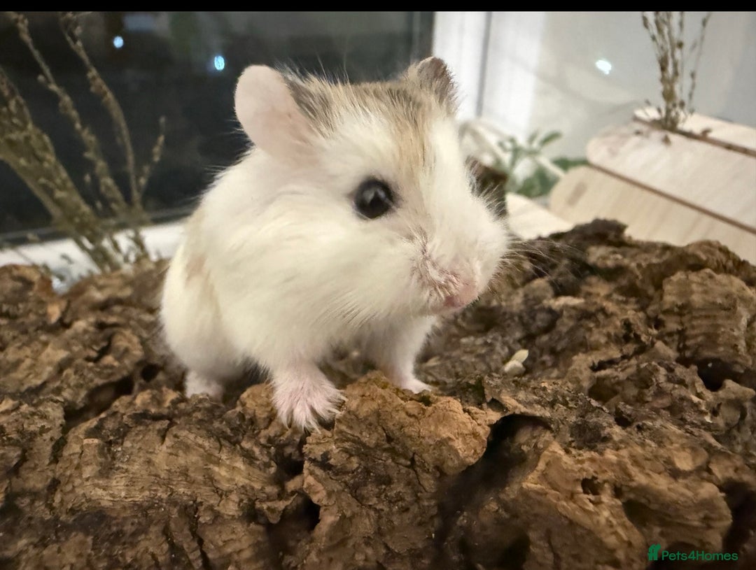 Hamster rodents for sale: Hamsters & full setups  - Advert 3