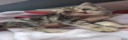 Mixed Breed cats for sale: Kittens For sale - Advert 16