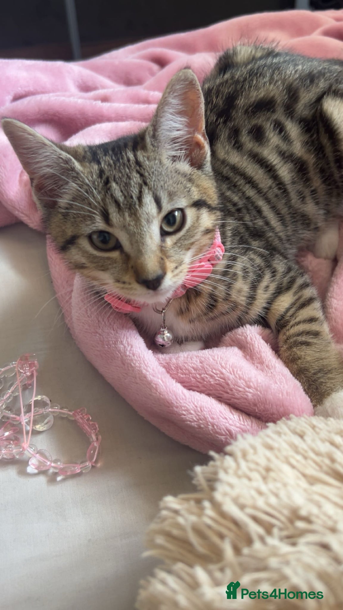 Mixed Breed cats 9 weeks female tabby cat - Advert 1