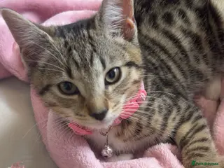 Mixed Breed cats 9 weeks female tabby cat - Advert 1