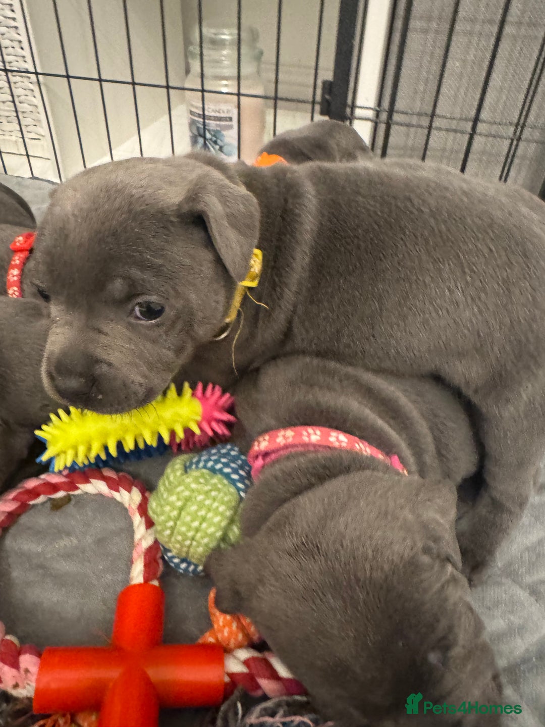 Staffordshire Bull Terrier dogs for sale: STUNNING KC REGISTERED BLUE STAFFY PUPS - Advert 8