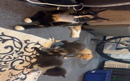 Domestic Shorthair cats for sale: Domestic Shorthair Kittens  - Image 6