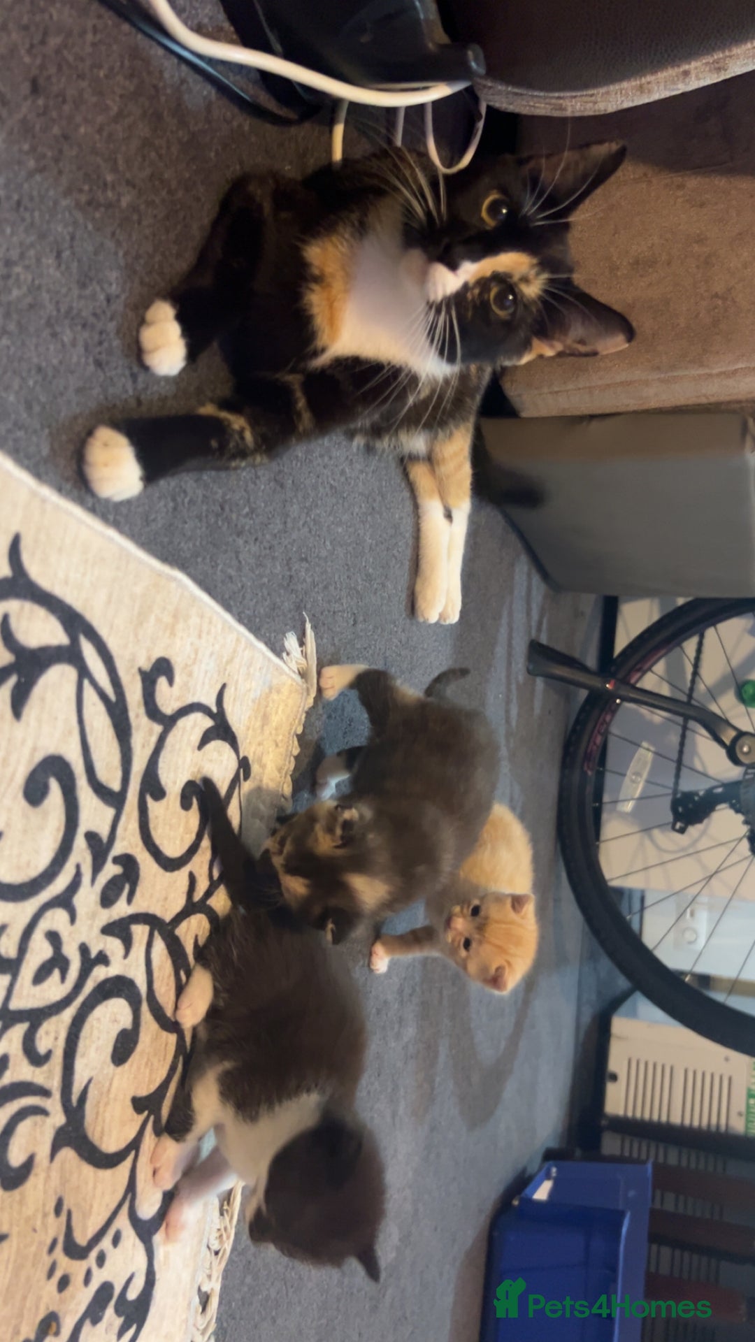 Domestic Shorthair cats for sale: Domestic Shorthair Kittens  - Image 6