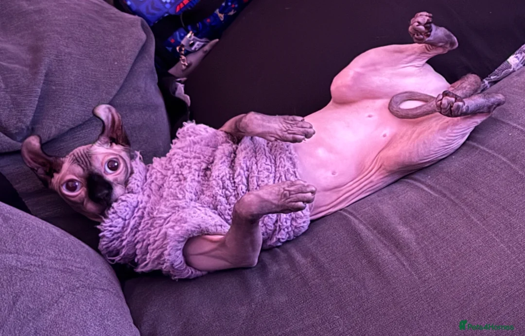 Sphynx cats for stud: Looking for Stud - Advert 4