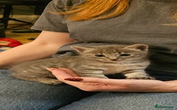 Savannah cats for sale: Beautiful Savannah cross kittens for sale - Advert 23