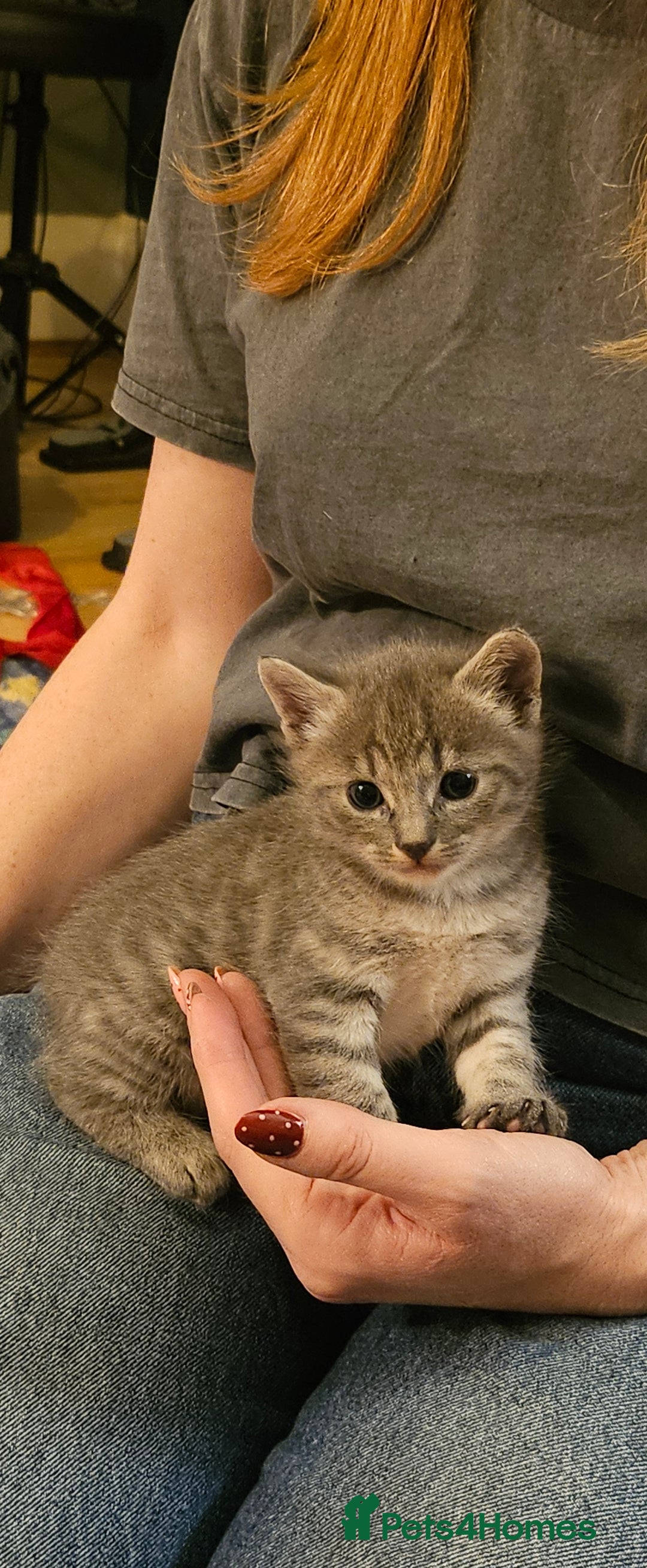 Savannah cats for sale: Beautiful Savannah cross kittens for sale - Advert 23