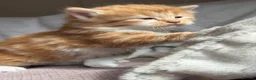 Mixed Breed cats for sale: 7 very fluffy Mainecoon mix breed kittens  - Advert 13