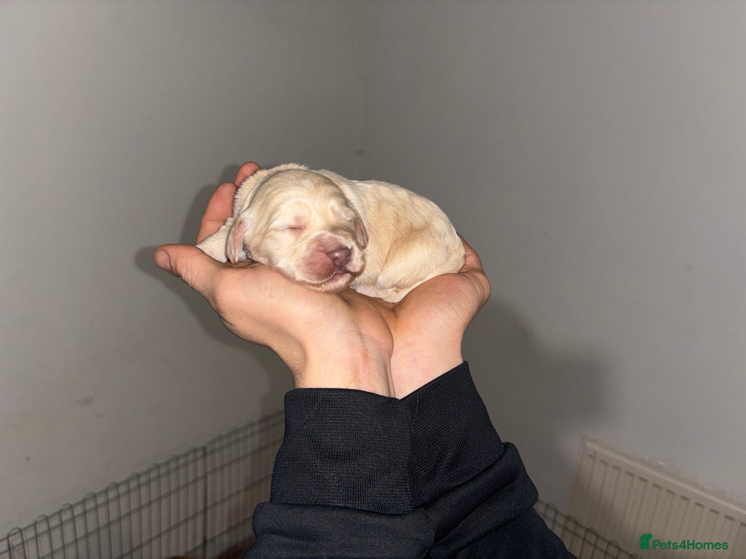 Cocker Spaniel dogs for sale: Cocker Spaniel Puppies - Advert 8