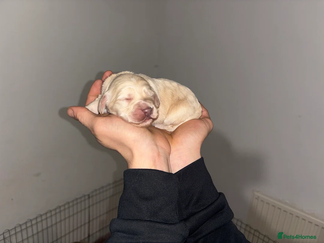 Cocker Spaniel dogs for sale: Working Cocker Spaniel Puppies - Advert 15