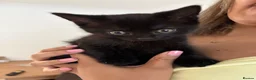 Domestic Shorthair cats for sale: black kitten for sale in Reading - Advert 7