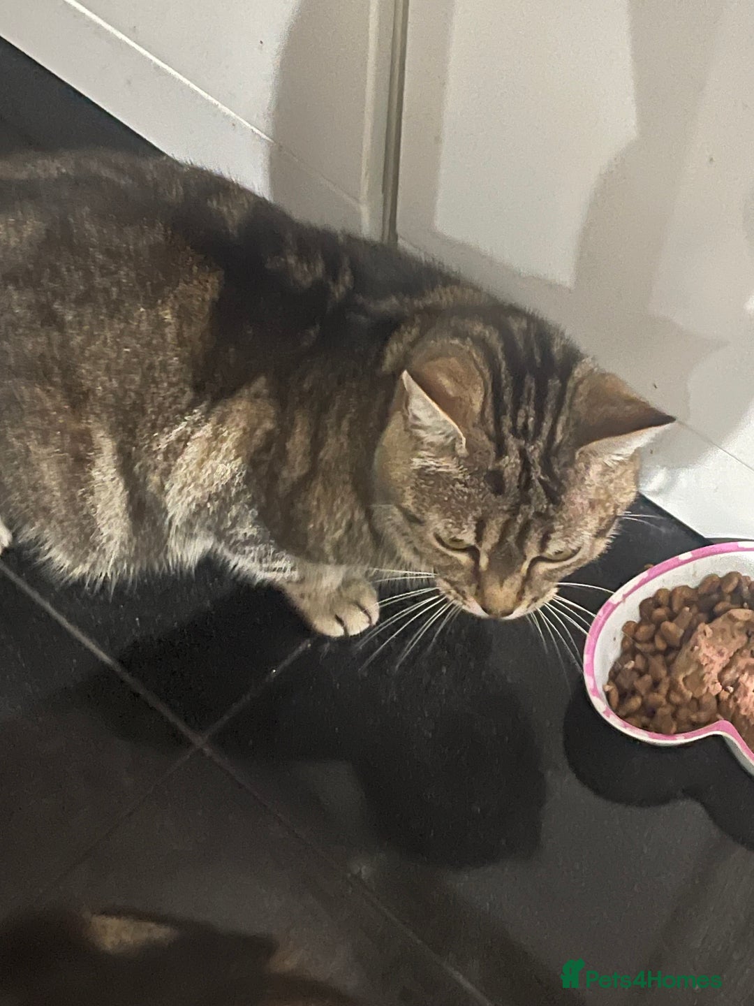 Mixed Breed cats for sale: ONE LEFT READY NOW - Image 12