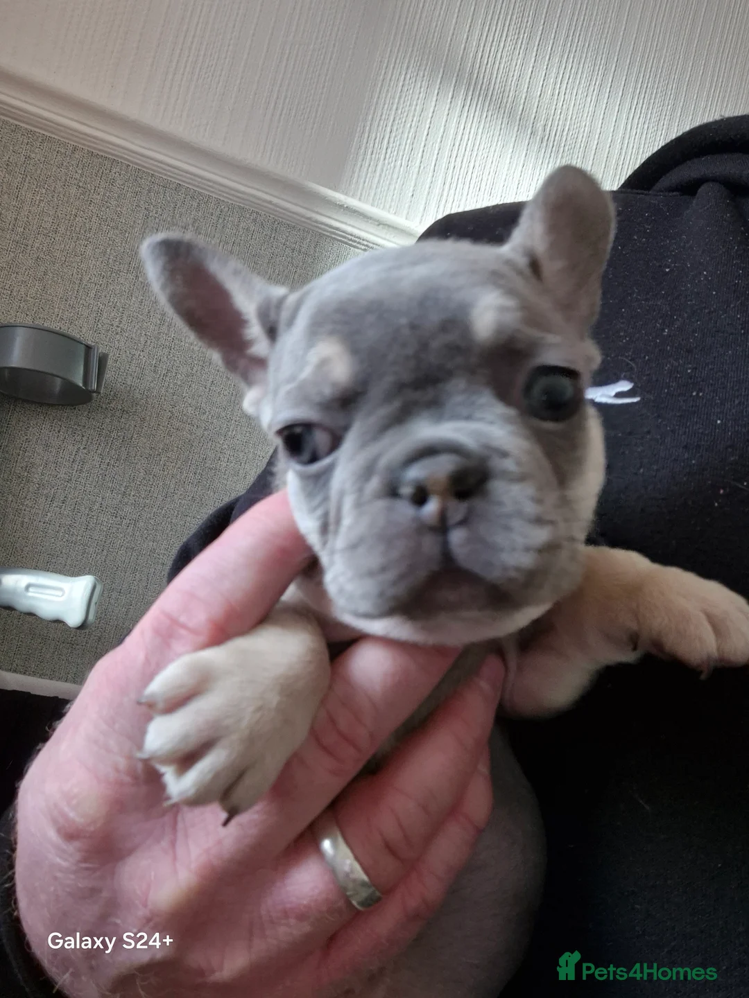 French Bulldog dogs for sale: Kc registered fluffy French Bulldog  - Advert 19