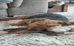 Welsh Terrier dogs for adoption: Sweet Evie looking for LOVE - Image 7