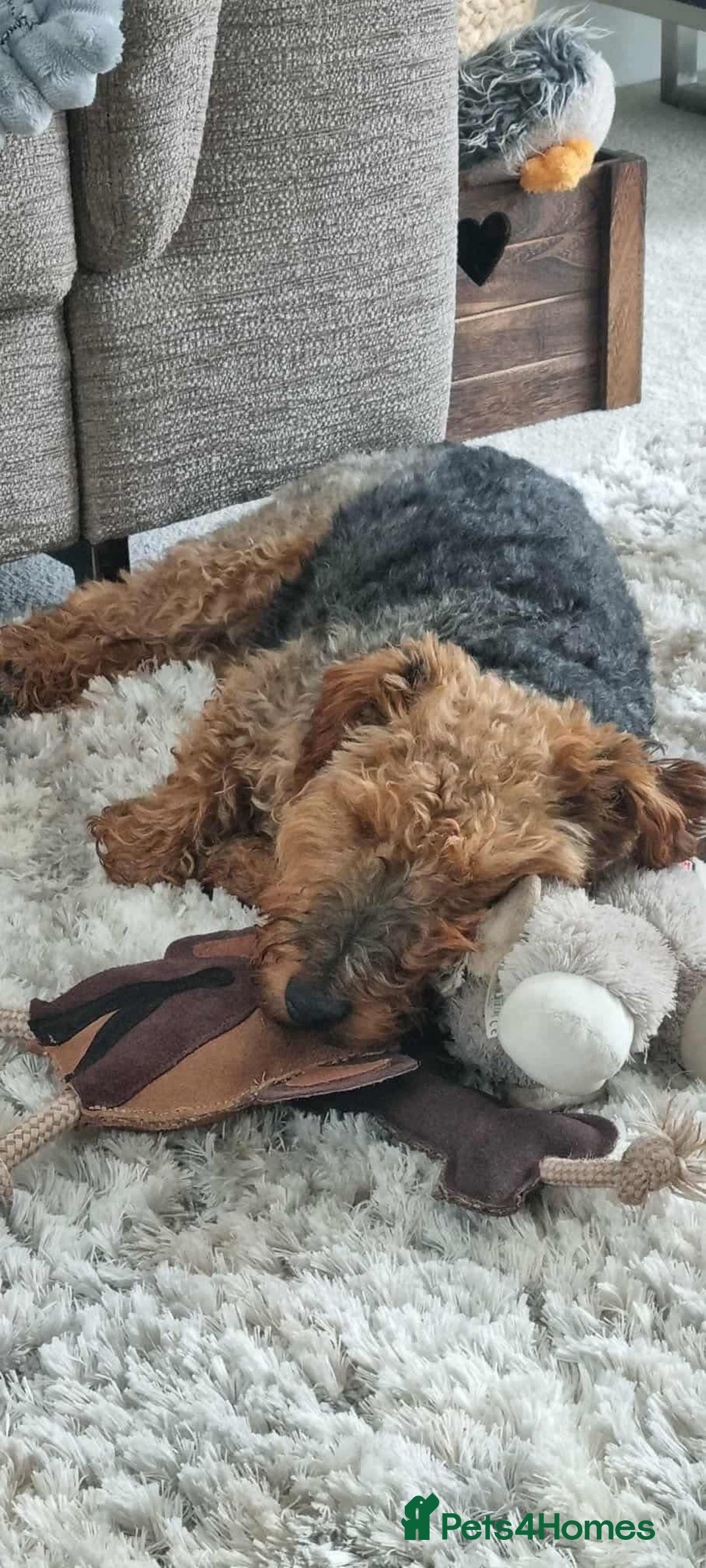 Welsh Terrier dogs for adoption: Sweet Evie looking for LOVE - Image 7