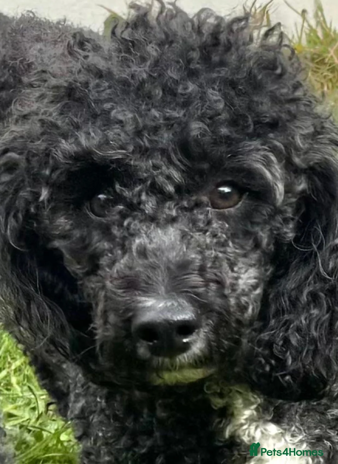 Mixed Breed dogs for sale: Cavapoochon puppies. 5* Council Reg’d - Advert 2