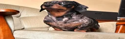 Miniature Dachshund dogs for sale: KC Miniature Dachshund Puppies For Sale - Advert 9