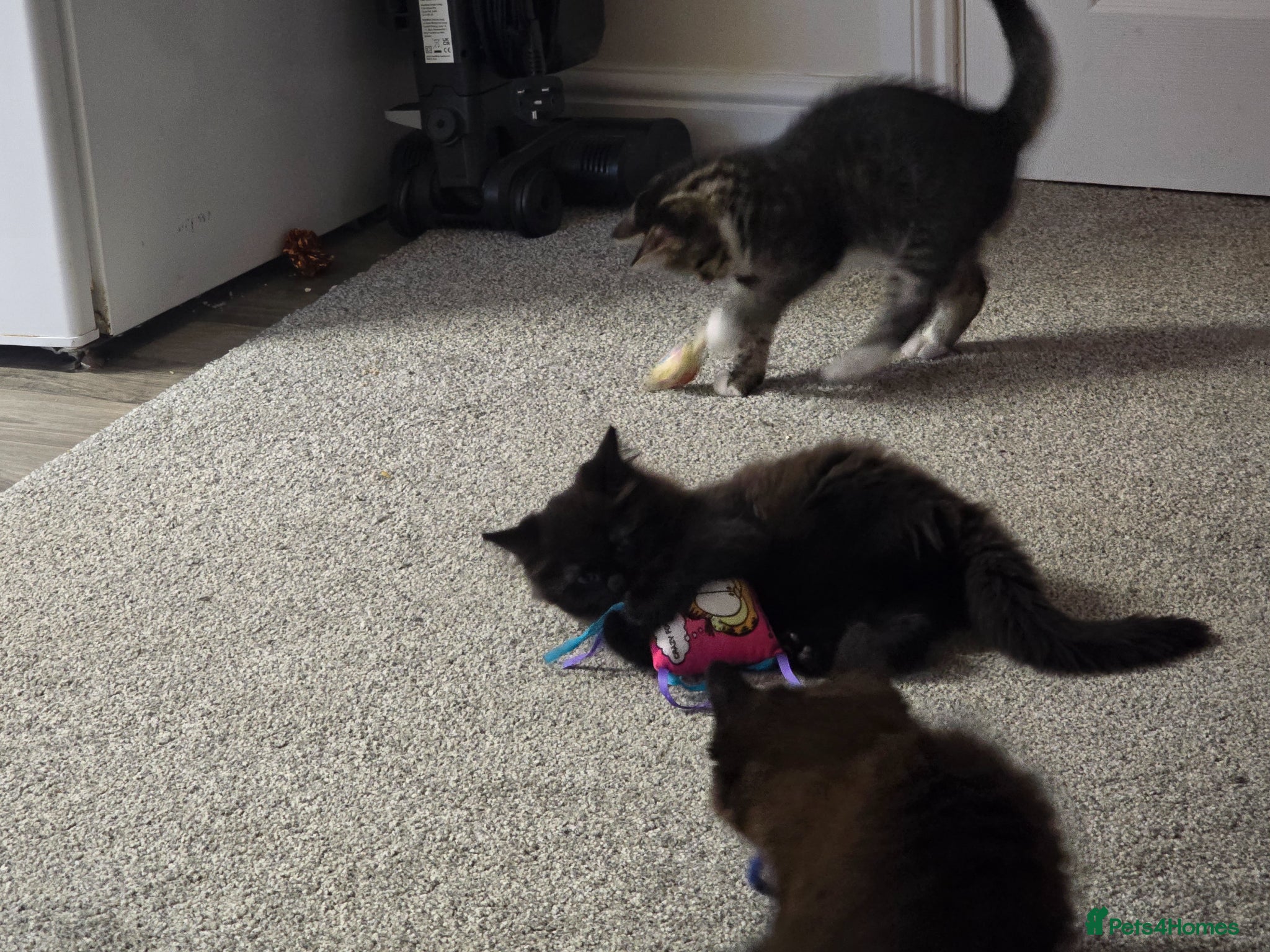 Mixed Breed cats Mainecoon cross tabby kittens £100 ONO - Advert 7