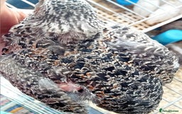 Quail poultry for sale: Laying Coturnix Quail – Confirmed Hens - Image 19