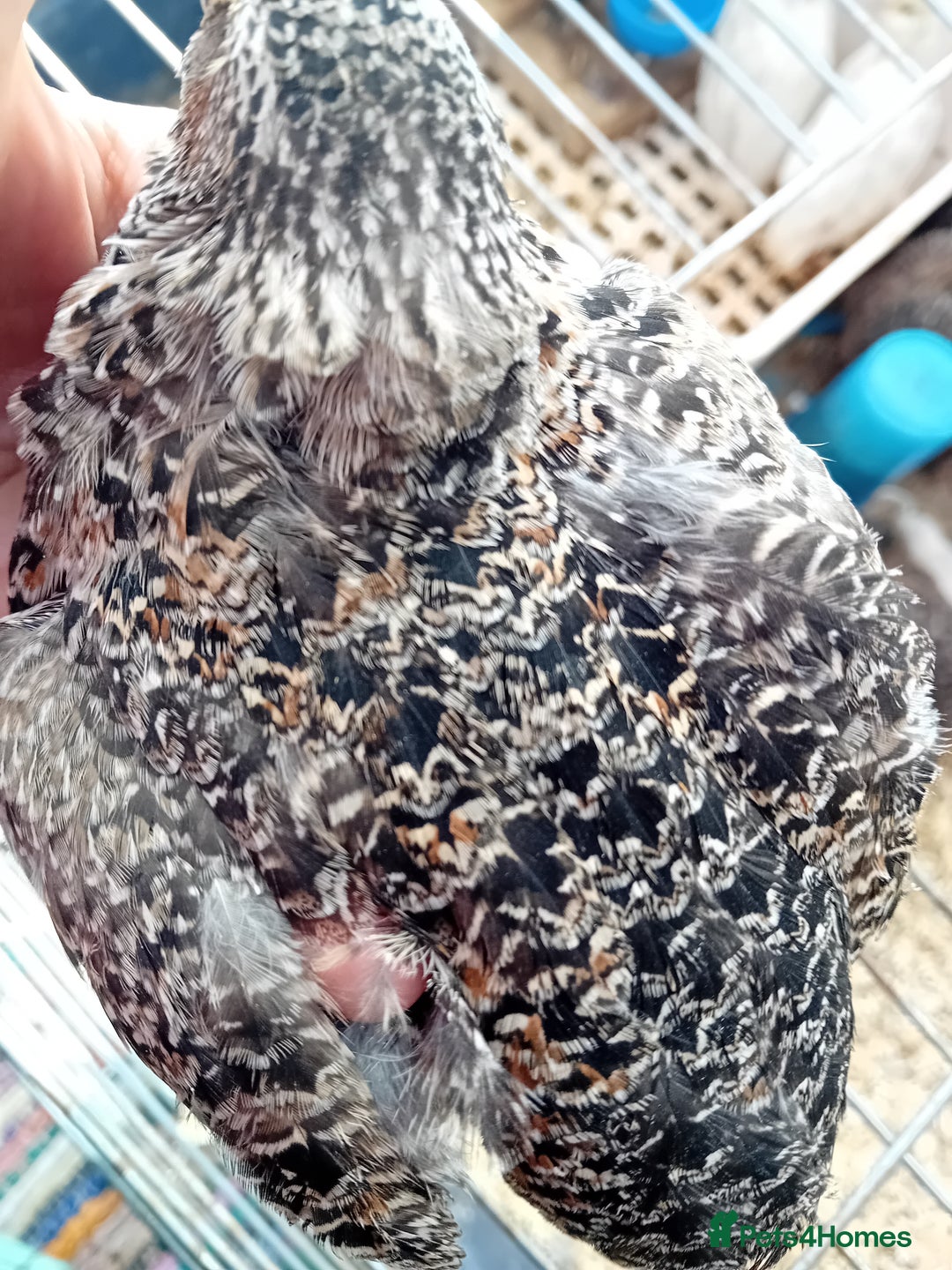 Quail poultry for sale: Laying Coturnix Quail – Confirmed Hens - Image 19