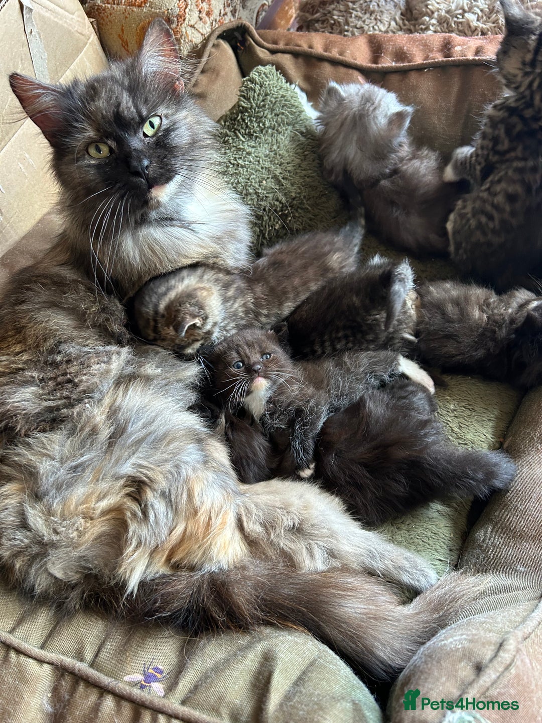 Ragdoll cats for sale: BEAUTIFUL RAGDOLL X PERSIAN BOYS - Image 5