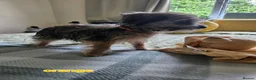Shorkie dogs for sale: Beautiful F2 Shorkie Girls,Puppy Culture Raised, in Armagh - Advert 6