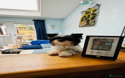 Biewer Terrier dogs for sale: Biewer Yorkshire Terrier - Image 16