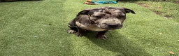 Staffordshire Bull Terrier dogs for sale: Very nice puppy  - Advert 12